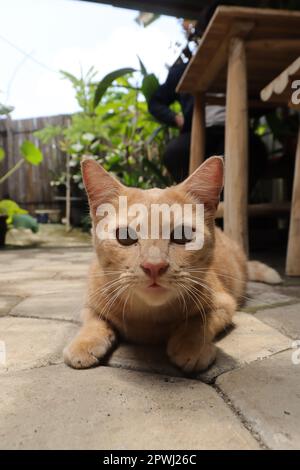 Close up of fat orange cat looking at camera while on walking in outdoor cafe Stock Photo