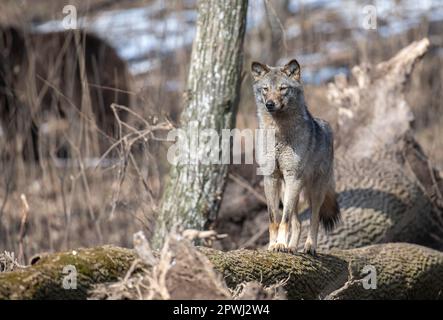 Wolf sit on a fallen tree in the forest up close. Wildlife scene from spring nature. Wild animal in the natural habitat Stock Photo