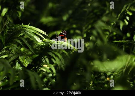 Beautiful butterfly on green fern leaf outdoors Stock Photo