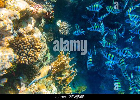 Masked puffer (Arothron diadematus) and Indo-Pacific sergeants (Abudefduf vaigiensis) on coral reef in the Red sea in Ras Mohammed national park, Sina Stock Photo