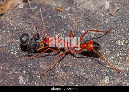 Australian Red Bull Ant and prey Stock Photo