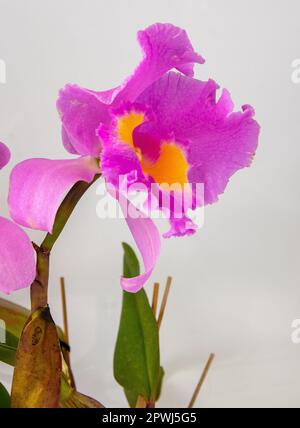 Orchid Cattleya Blc. Trium Phal Coronation Seto home flower. Large pink purple buds. Phalaenopsis rare of orchids labiata. White background. Big flowers pot garden cattleya orchidaceae family. Stock Photo