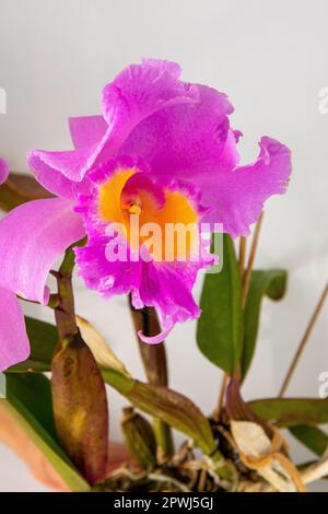 Orchid Cattleya Blc. Trium Phal Coronation Seto home flower. Large pink purple buds. Phalaenopsis rare of orchids labiata. White background. Big flowers pot garden cattleya orchidaceae family. Stock Photo