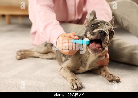 Woman brushing dog's teeth on floor at home, closeup Stock Photo