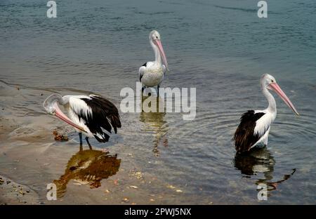 Three Australian pelicans standing and relaxing by the sea Stock Photo