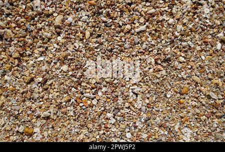 lots of small shells on the beach in Australia Stock Photo