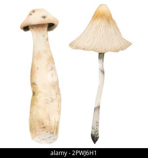 Watercolor death cap poisonous toxic mushrooms illustration. Set of two white mushrooms. Edible Macrolepiota excoriata Stock Photo