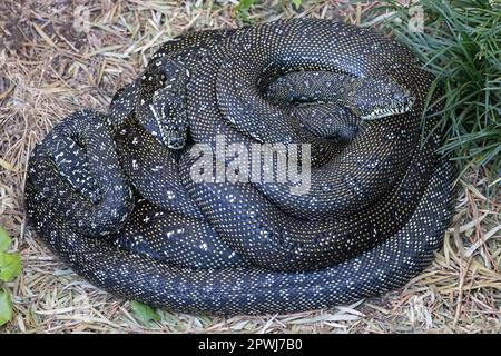 Australian Diamond Pythons curled in ball Stock Photo