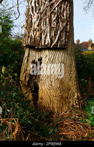 Dead ivy on trunk of oak tree after it has been cut, part of a woodland management project, Southborough Common, Kent. Stock Photo