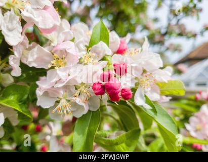 malus or crab apple flowers in my garden Stock Photo