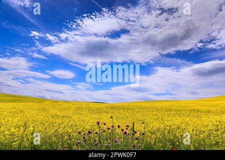 Springtime: hill with yellow flowers overlooked by clouds in Apulia, Stock Photo