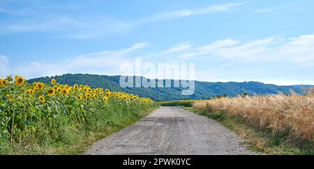 Fields of sunflowers and reeds on an empty road or pathway against a blue sky in the countryside. Scenic landscape view of a secluded street in a natu Stock Photo