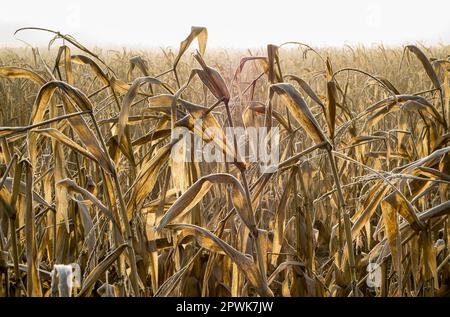 Withered maize field against the light of the sun Stock Photo