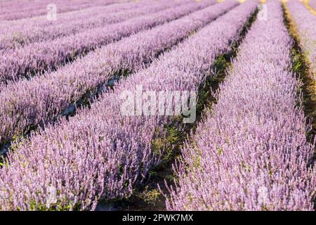 Chinese Mesona flower field in Taoyuan Yangmei District Stock Photo