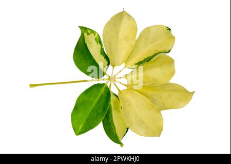 leaf vine isolates on a white background Stock Photo
