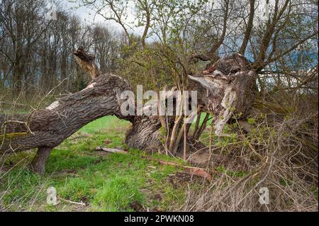 The gnarled, bent and broken apart trunk of a dead deciduous tree Stock Photo