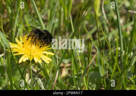 A bumblebee on the flower of a dandelion Stock Photo