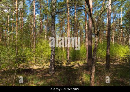 Spring in a mixed forest Stock Photo