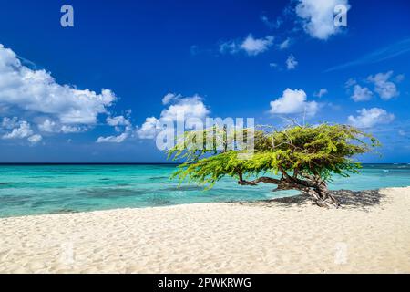 A panoramic view of Arashi Beach on the island of Aruba in the Caribbean with blue skies and white sand Stock Photo