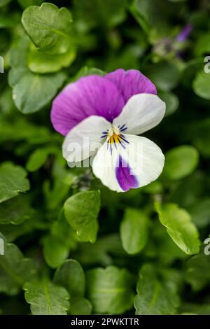 Pretty Viola 'Pink Wings’, Viola 'Sorbet Pink Wings' flowering. Natural close up flowering plant portrait in springtime, England Stock Photo