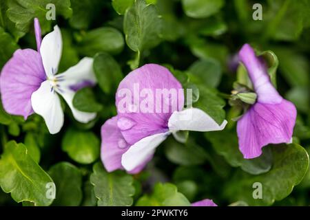 Pretty Viola 'Pink Wings’, Viola 'Sorbet Pink Wings' flowering. Natural close up flowering plant portrait in springtime, England Stock Photo