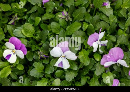 Pretty Viola 'Pink Wings’, Viola 'Sorbet Pink Wings' flowering. Natural close up flowering plant portrait in springtime, England Stock Photo