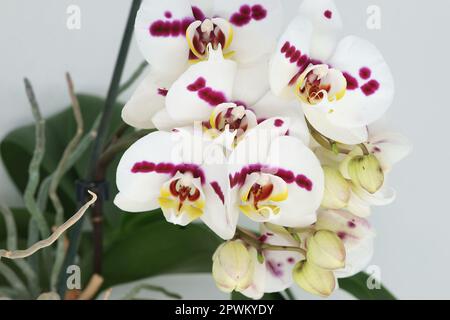 Plant: Multiple flower branches on single phalaenopsis orchid spike and buds Stock Photo