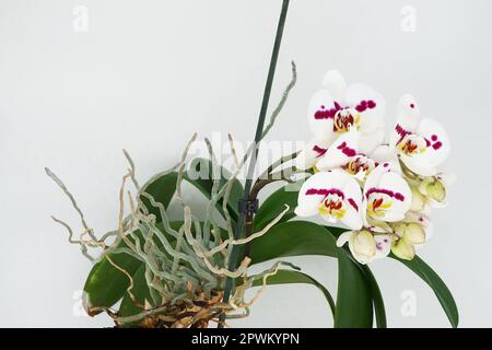 Plant: Multiple flower branches on single phalaenopsis orchid spike and buds Stock Photo