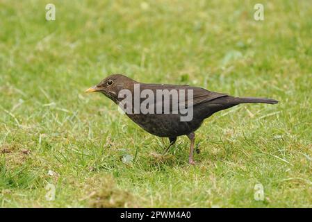 Female blackbird in my garden hunting the lawn for food. Stock Photo