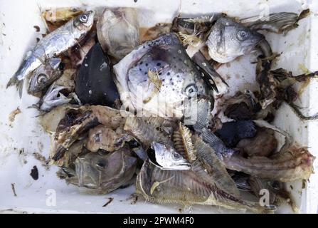 Detail of fish wasted and thrown in the trash, spoiled food Stock Photo