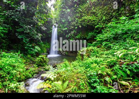 One of the most popular spots on the Caribbean island of Dominica, the Emerald Pool is a destination for many tourists Stock Photo