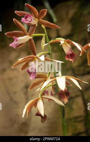 Natural flower close up of Phaius tankervilleae, greater swamp-orchid, swamp lily, swamp orchid, nun's-hood orchid, nun's orchid, veiled orchid. Stock Photo