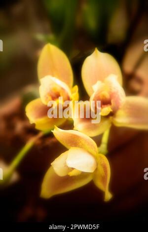 Pretty Angulocaste Jupiter g. ‘Sunset, Hybrid orchid, in flower. Natural close up flowering plant portrait Stock Photo