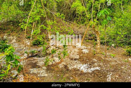 Walking trekking path at the amazing blue turquoise water and limestone cave sinkhole cenote Tajma ha Tajmaha in Playa del Carmen Quintana Roo Mexico. Stock Photo