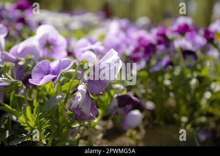 Pansies aka pansy violets (Viola tricolor hortensis)  - Image ID: 2PWMG5A Stock Photo