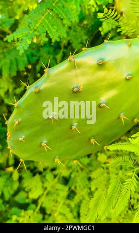 Tropical mexican cacti cactus jungle plants trees and natural forest panorama view in Zicatela Puerto Escondido Oaxaca Mexico. Stock Photo