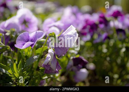 Pansies aka pansy violets (Viola tricolor hortensis) - Image ID: 2PWMGK3 Stock Photo