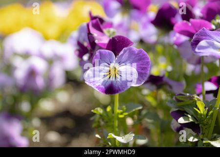 Pansies aka pansy violets (Viola tricolor hortensis) - Image ID: 2PWMHD9 Stock Photo