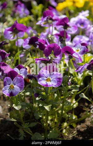 Pansies aka pansy violets (Viola tricolor hortensis) - Image ID: 2PWMJ6F Stock Photo