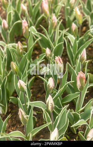 Tulipa 'China Town’, tulip 'China Town’. Natural close up flowering plant portrait Stock Photo