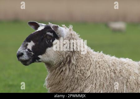 Sheep in close up Stock Photo