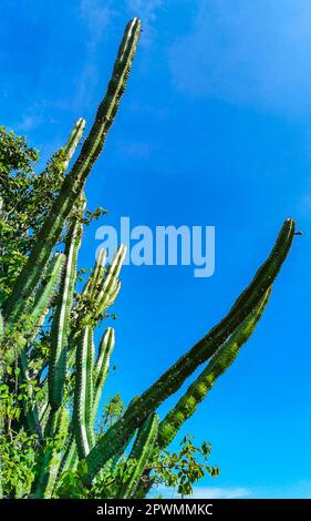 Tropical mexican cacti cactus jungle plants trees and natural forest panorama view in Zicatela Puerto Escondido Oaxaca Mexico. Stock Photo