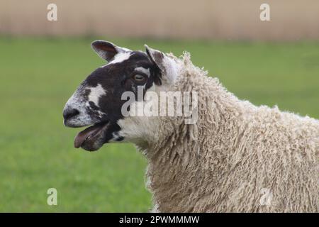 Sheep sticking tongue out Stock Photo