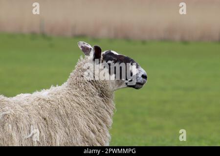 Sheep in close up Stock Photo