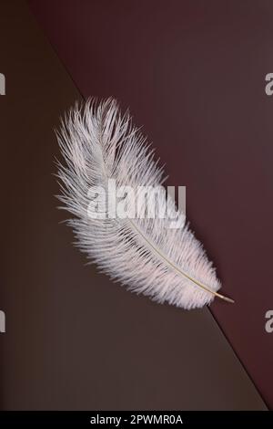 white shoft feather isolated on dark brown background Stock Photo