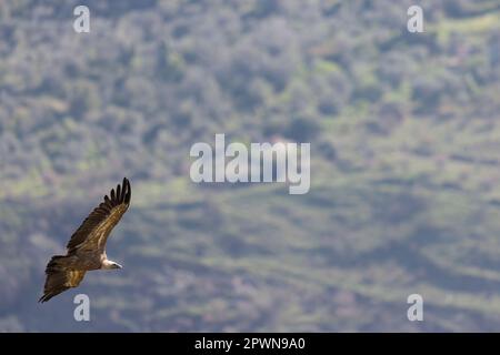The Eurasian griffon vulture (Gyps fulvus) in Sicily, Italy. Stock Photo