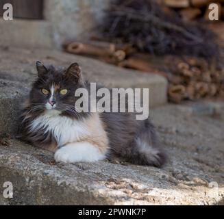 Norwegian forest cat intrigued by its surroundings Stock Photo