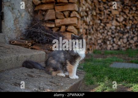 Norwegian forest cat intrigued by its surroundings Stock Photo