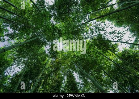Bammboo hi-res stock photography and images - Alamy