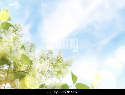 Spring card idea with lilac blooming. White lilac tree branches with sun glare against blue sky with clouds in springtime. Blurred background for text Stock Photo